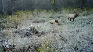 Bull elk rutting, scent checking cow
