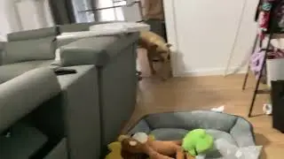 ￼Luke dog