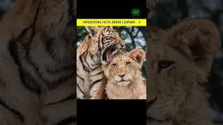Interesting facts about leopard -3 🐆 | तेंदुए के बारे में रोचक तथ्य -3 🦁 #shorts #facts #leopard
