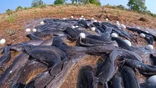 best hand fishing - catching a lot of fish at rice field by hand a fisherman skill
