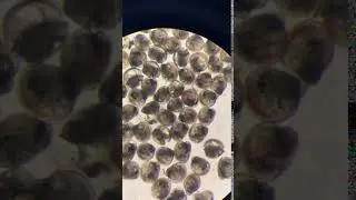 Oyster pediveliger larvae - Control