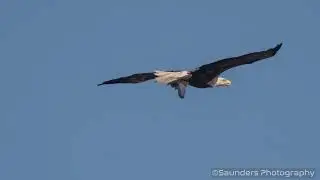 St. Marks National Wildlife Refuge - Eagles and the elusive bobcat