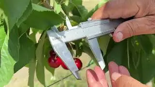 Сигнальное плодоношение черешни сорта Фриско.