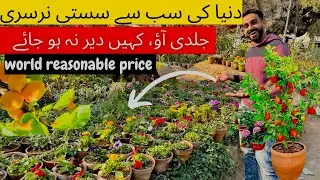Free plants price itna sasta ke lout loo offer reasonable price world challenge karachi nursery 