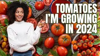 Tomato Varieties I&rsquo;m Growing In 2024 | Cherries, Beefsteak & Cold Hardy Tomatoes