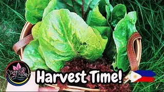Pinay Harvest Leafy Greens Grown From The Grow Bags! Zone 9A