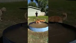 Getting Gus in the Biggest Portable Dog Pool on Amazon 16x96