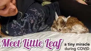Meet Little Leaf a tiny miracle during COVID