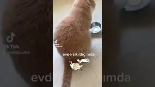#cat #kedi #pussy #кот # милашки #sweet kitty#. #cute animals.   Please follow me 😉😉😉
