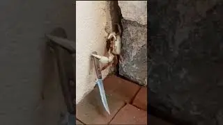 That Crab Has A Knife - Gangsta Thug Crab | Dark Nook #shorts