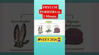 Phylum Porifera in 1 Minute ✅l #neet2026 #neet #viral #youtube #ytshorts #shorts #neettrack