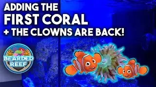 Adding the first coral to the waterbox 15, Plus the clowns are back!!!