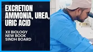 Excretion. Ammonia, urea and uric acid XII biology