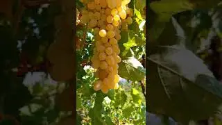 It's Grape Season  In Crete yummy 🍇 🍇 😋