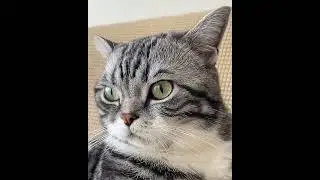 Boss Kitty's Epic Sitting Skills and Chonky Cuteness! 😎😝
