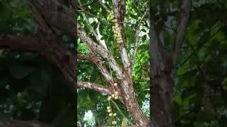 bentar lagi panen buah rambai siapa yang mau silahkan ajungkan jempol nya
