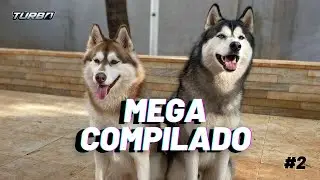 MEGA COMPILADO #2