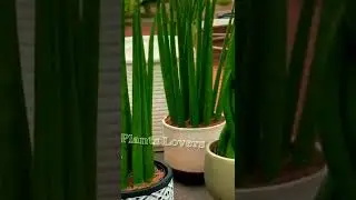 2 1 How to propagate/multiply Sansevieria cylindrica/ Dracaena angolensis/Cylindrical Snake plant