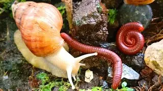 A Macro World Marvel : Millipede Colony Meets Snail Congregation #oddlysatisfying #science ​​#insect