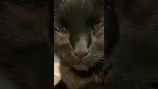 Do cats hate humans? Or do they love us?