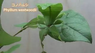 【昆虫】コノハムシの観察①