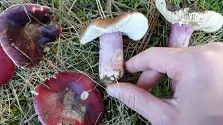 Caracter&iacute;sticas que identifican a Russula torulosa