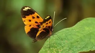 Butterfly from the Amazon rainforest of Ecuador