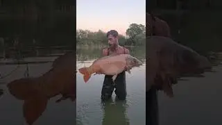Returning a UK 40lb ghost carp, the white lady from Todber Manors, Big Hayes lake
