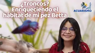 ¿Troncos? Enriqueciendo el hábitat de mi pez Betta.