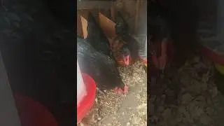 Chickens All Snowed in the Coop #petchicken #chicken #shyshy #backyardchickens