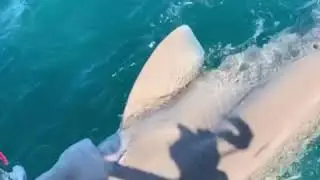 Six gill shark caught and released in Victoria BC