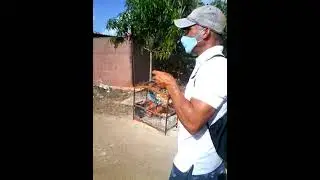 Azulejo cantando VID 20230225 093547