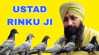 USTAD RINKU JI KA SHONK#pigeon #kasurikabootar #bird #kabootar #pigeonbird #kabutar #kabutar 