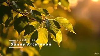 Sunny Afternoon - Calm, relaxing, classical-inspired background music for work or study