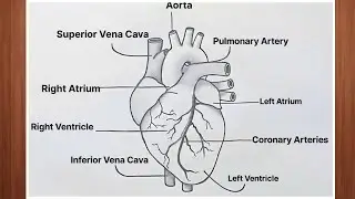 How to Draw a Human Heart | Easy Anatomy Diagram with Labels |Human Heart Drawing