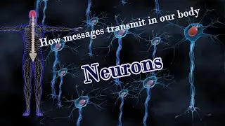 Inside your Brain-Neurons. how messages transmits  from  1 place to another in our body