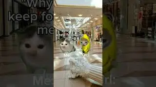 CAT MEMES: My dream happened at 2025 😐 #shorts