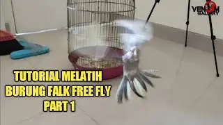 TUTORIAL MELATIH BURUNG FALK FREE FLY PART 1 | FLY TO ME
