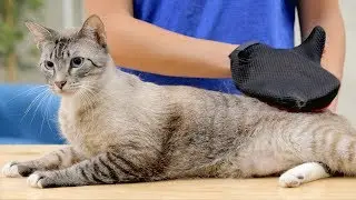 Four Paws Grooming Tools for Cats | Chewy