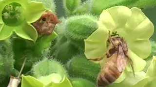 Bee Pollinating Tobacco and Broccoli