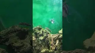 Наш Танганьикан 120 галлонов @DaniKenAquatics