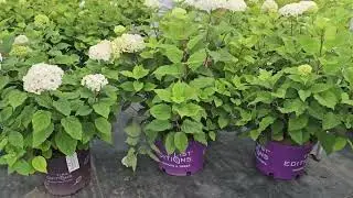 Hydrangea flowerful