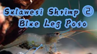 Sulawesi Shrimp ② - Blue Leg Poso