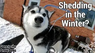 Grooming a Husky In the WINTER? Do Huskies Shed in the Winter?