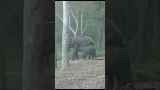 Elephant baby 🍼 milk of mother good sighting at kabini