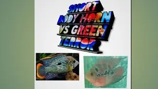 Green terror chiclid vs short body horn fight /ग्रीन टेरर वस शार्ट बॉडी हॉर्न#Aquariumworld786