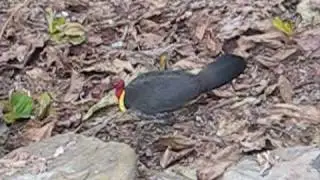 'Muscles of a Bird's Leg' Song
