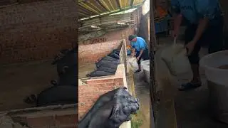 Amazing Pig Eating Feed #enjoyrurallife #rurallife #pigfeed #naturerurallife #mycountrylife