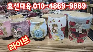 💥[1월 18일 라이브] 효선다육 010-4869-9869(카드결제가능) 예쁜화분 들어왔어요~♡