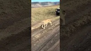 Crazy lions experience in the wild Tanzania #wildtv #lion #animals #wildtv #safari #lion